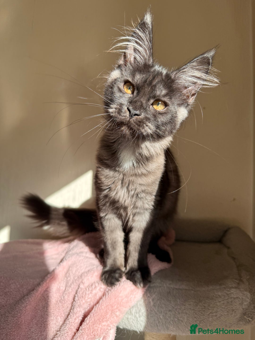 Maine Coon cats for sale: Pedigree GCCF Russian Import line Maine Coons - Image 11