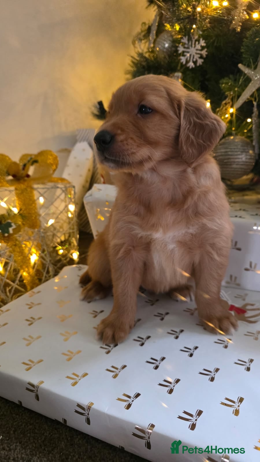 Golden Retriever dogs Dark Working Golden Retriever puppies - Advert 2