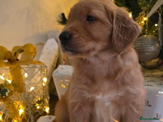 Golden Retriever dogs Dark Working Golden Retriever puppies - Advert 18