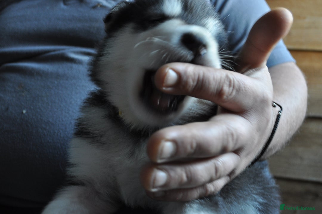 Alaskan Malamute dogs for sale: Alaskan Malamute Puppies - Advert 18
