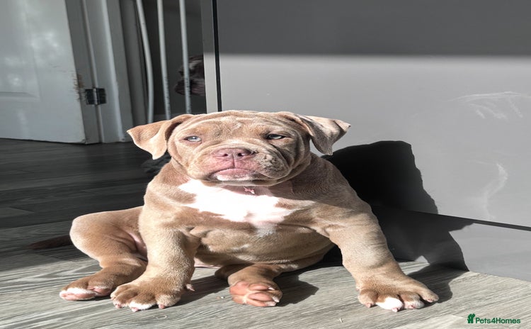 Olde English Bulldogge dogs in Bury Saint Edmunds - Advert 3
