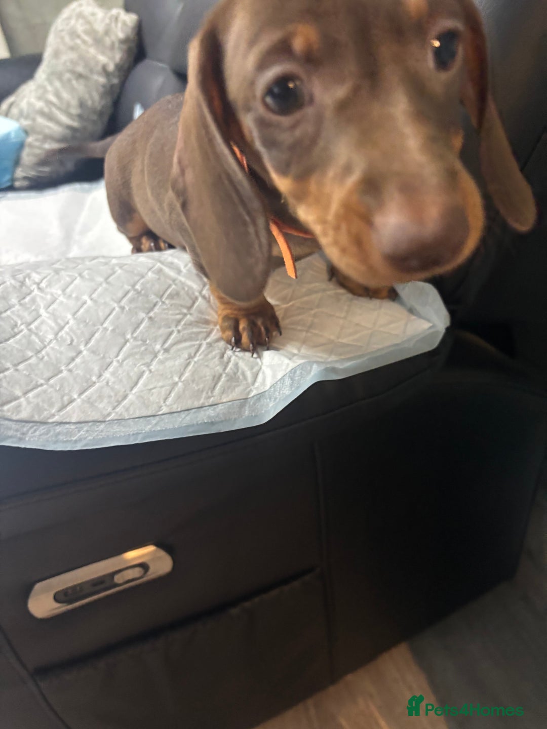 Miniature Dachshund dogs for sale: Beautiful Miniature Dachshunds  - Image 20