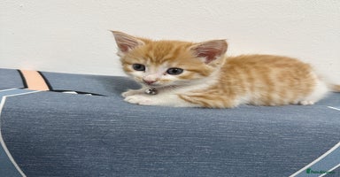 Mixed Breed cats - Advert 15
