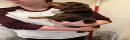 Miniature Dachshund dogs for sale: kc mini dachshund pups READY NOW - Advert 13