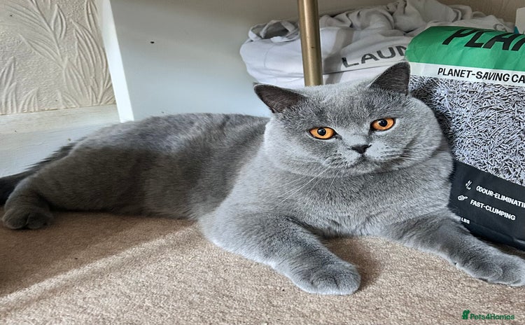 British Shorthair cats - Advert 1