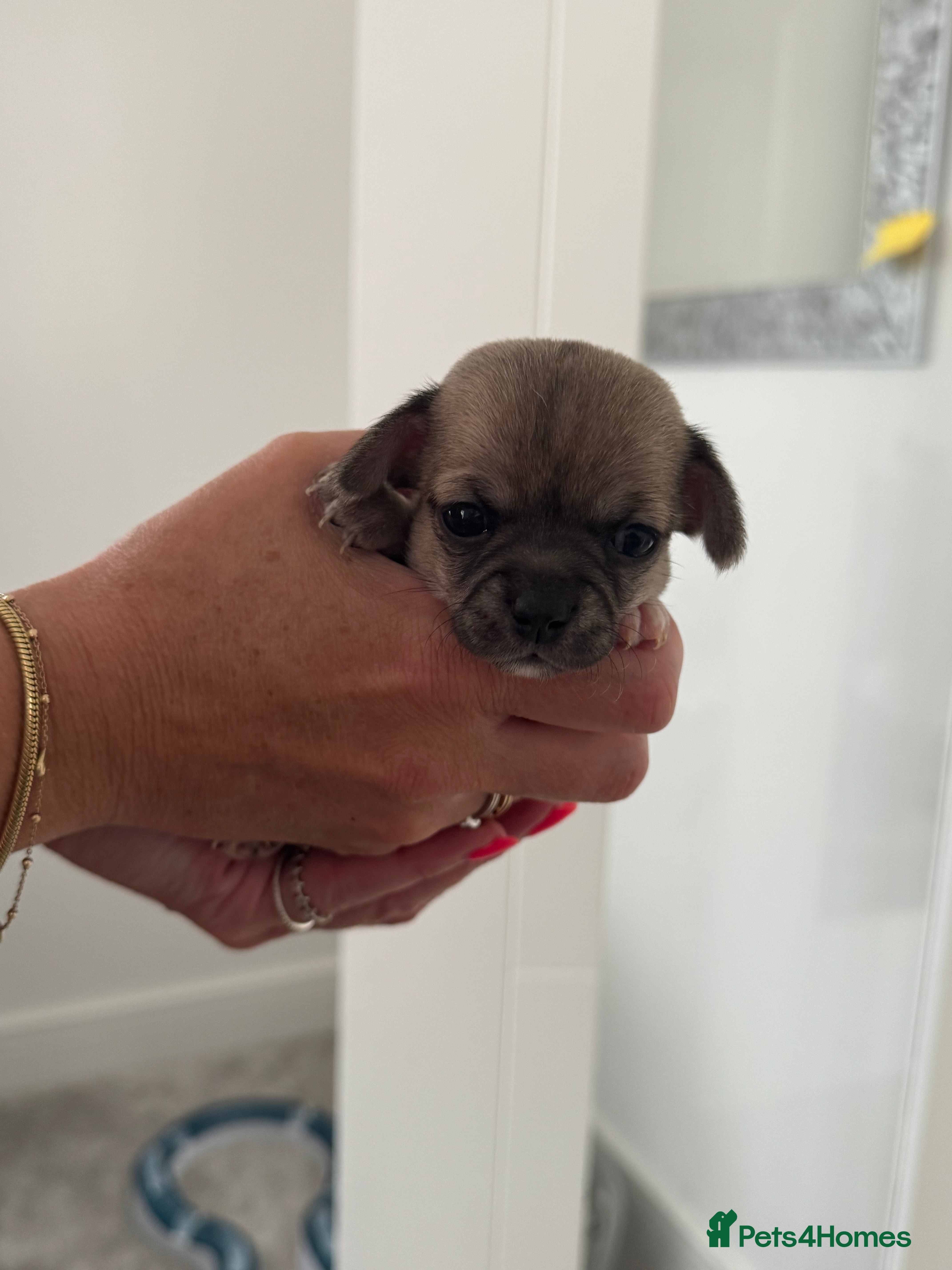 Chihuahua dogs Gorgeous Rare Chihuahua Puppies  - Advert 2