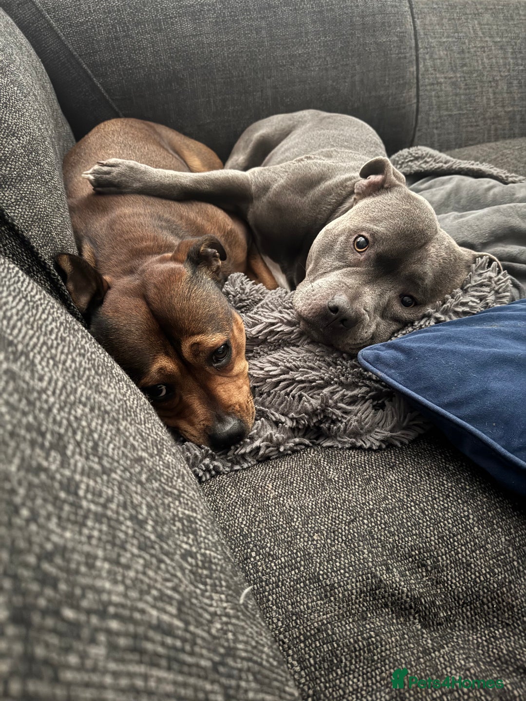 Staffordshire Bull Terrier dogs for sale: KC Staffordshire bull terrier puppies  - Advert 16