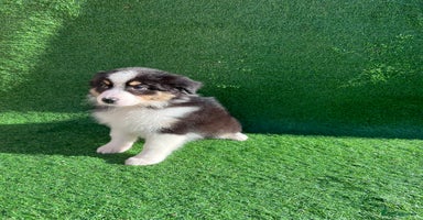 Australian Shepherd dogs - Advert 5