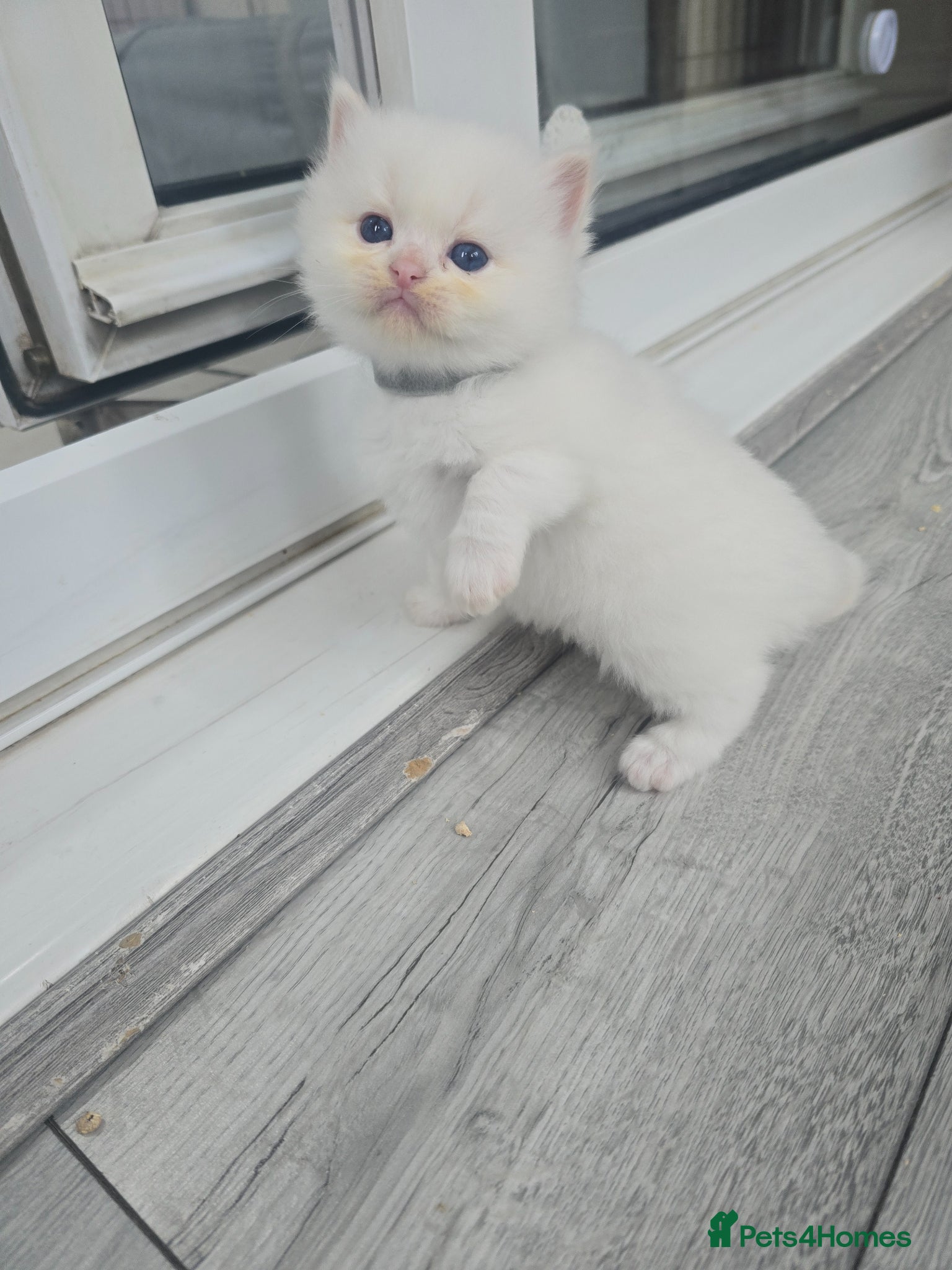 Ragdoll cats Stunning European bloodline kittens - Advert 17