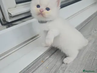 Ragdoll cats Stunning European bloodline kittens - Advert 17
