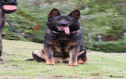 German Shepherd dogs for sale: TOP Quality German shepherd puppies  - Image 12