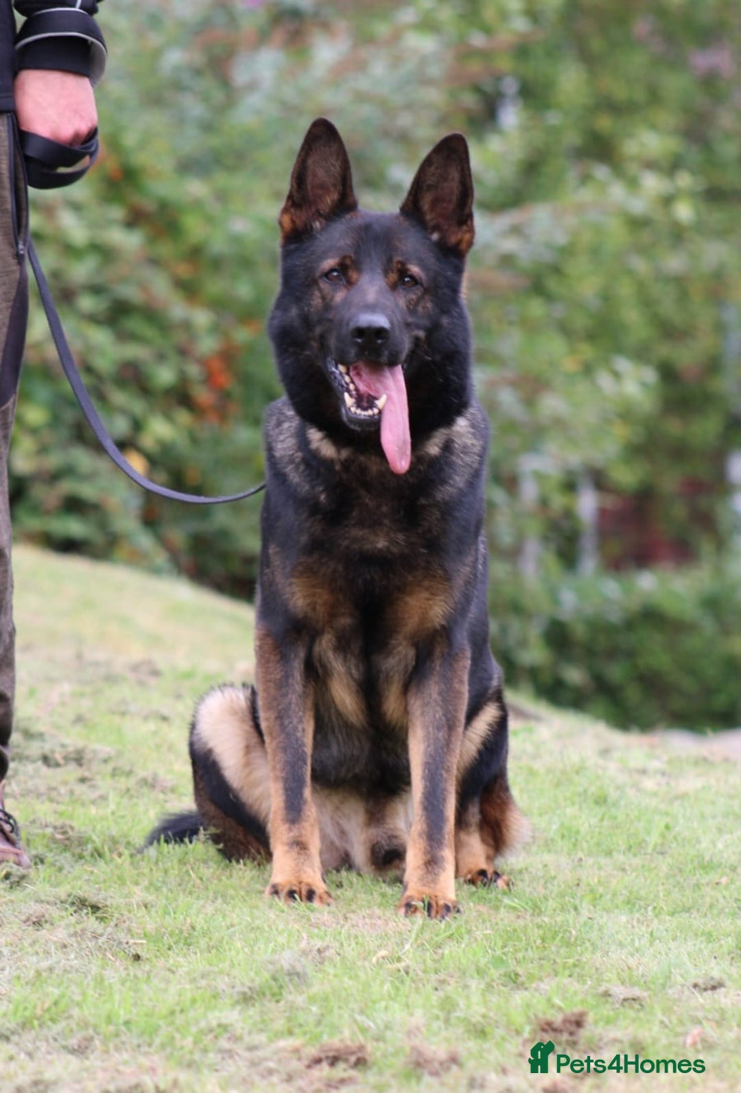 German Shepherd dogs for sale: TOP Quality German shepherd puppies  - Image 12