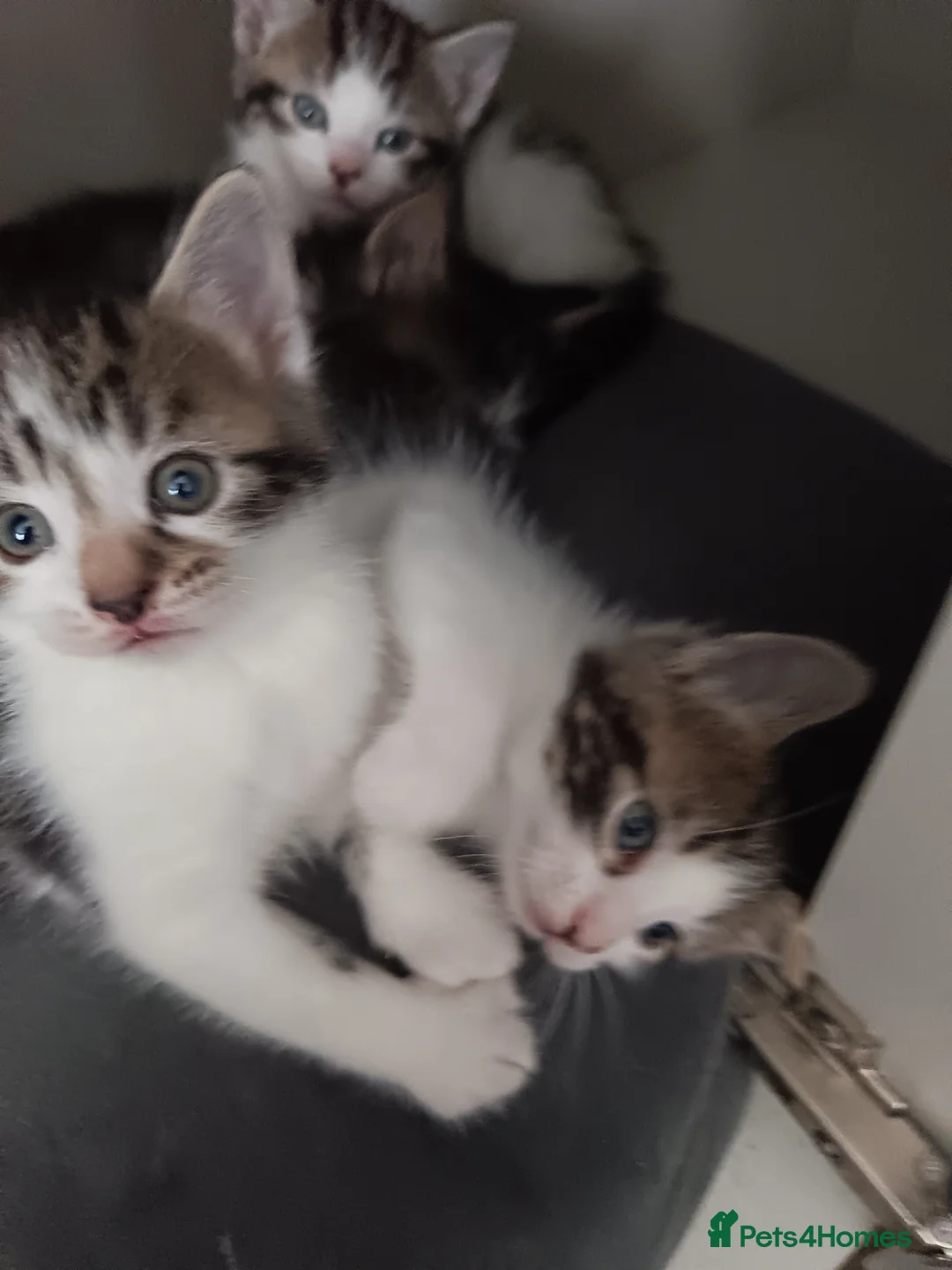 Mixed Breed cats for sale: Bengal cross kittens  - Advert 2