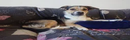 Mixed Breed dogs for stud: Stud Border Collie x Jack Russel  in Watlington - Advert 15
