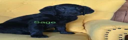 Labradoodle dogs for sale: Labradoodle Puppies - Advert 14