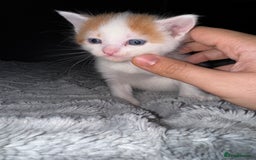 Mixed Breed cats for sale: 7 Mixed Kittens - Ginger, Tabby, Calico, White - Advert 28