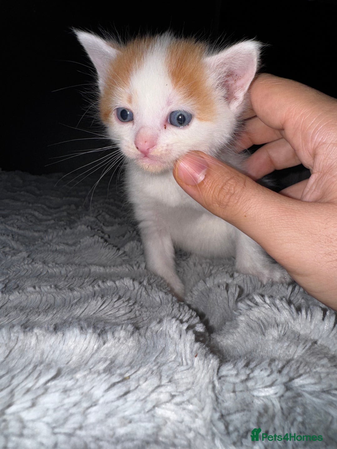 Mixed Breed cats for sale: 7 Mixed Kittens - Ginger, Tabby, Calico, White - Advert 28