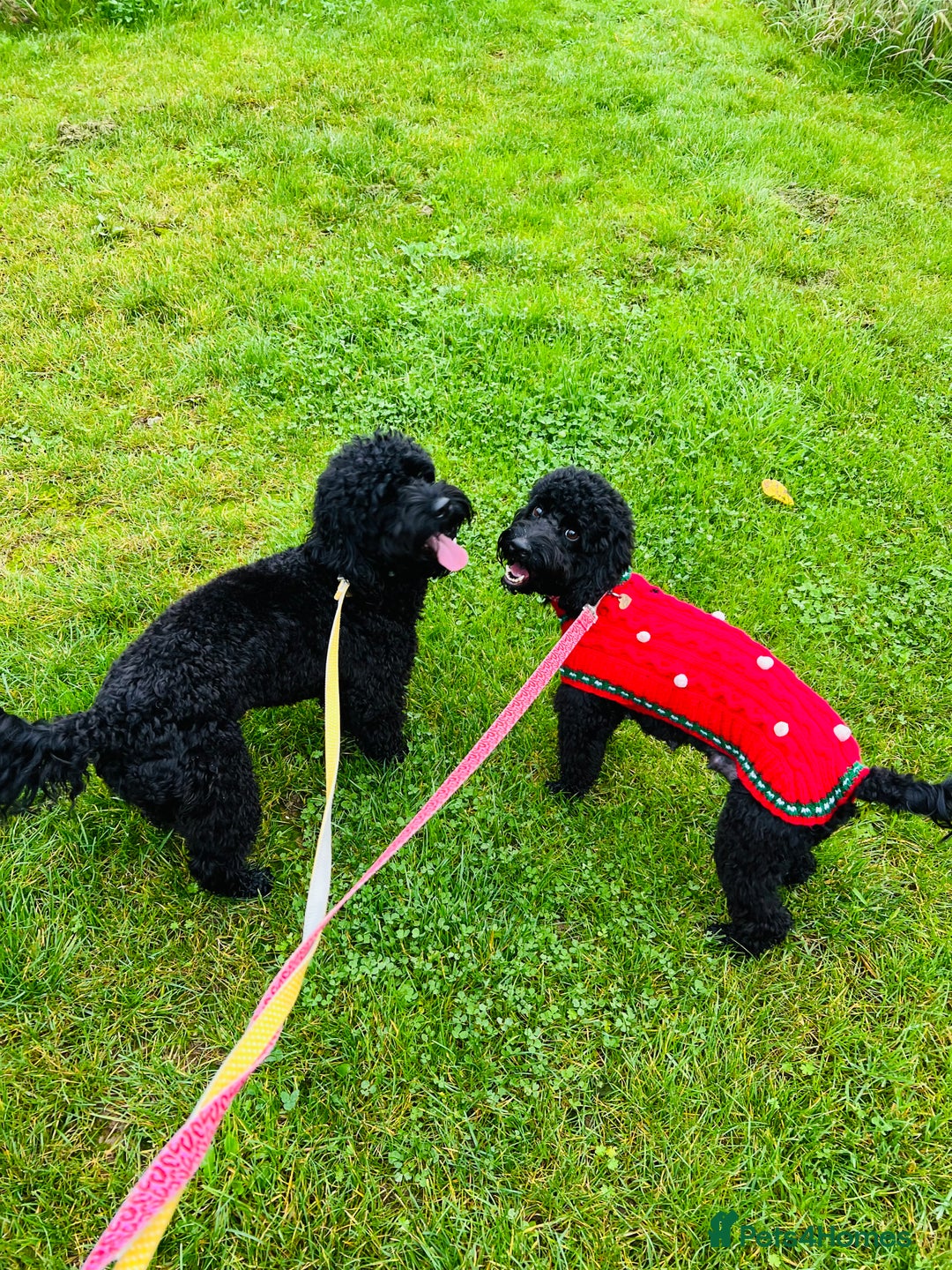 Cockapoo dogs for sale: Beautiful Merle & Black F2 Cockapoo puppies  - Advert 4