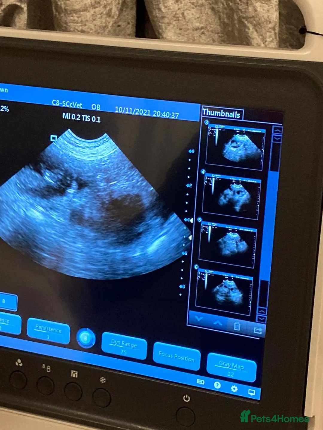 Golden Retriever dogs for stud: A proven gorgeous Golden Retriever for stud in Haywards Heath - Advert 3