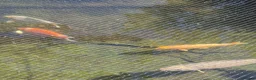 Koi Carp fish for sale: Various Koi’s looking for a new home. in Saint Asaph - Advert 3