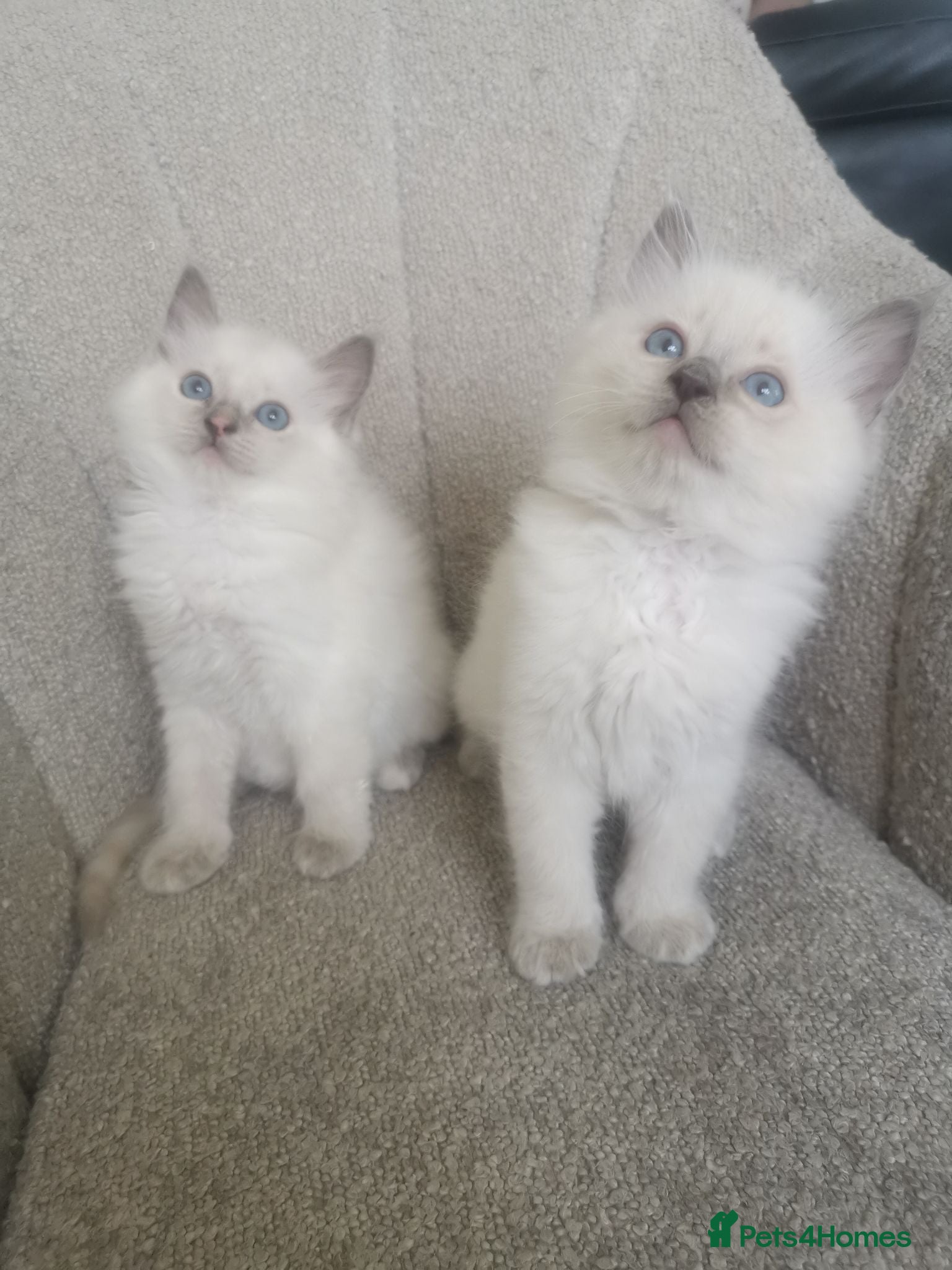 Ragdoll cats 2 left health tested parents pure ragdoll baby's  - Advert 1