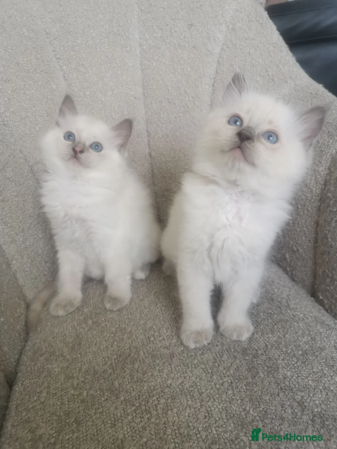 Ragdoll cats for sale: 2 left health tested parents pure ragdoll baby's  - Advert 1