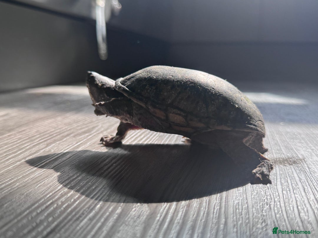 Turtle reptiles for sale: Two musk turtles - Advert 10