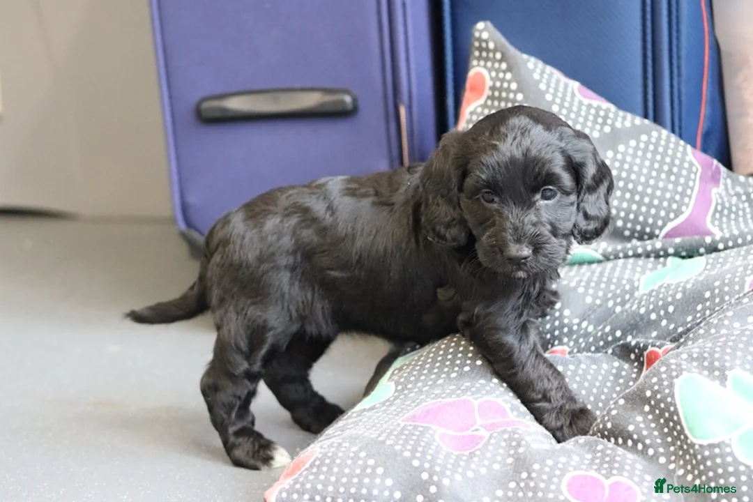 Cockapoo dogs for sale: F1 Cockapoo puppies for sale! - Advert 2