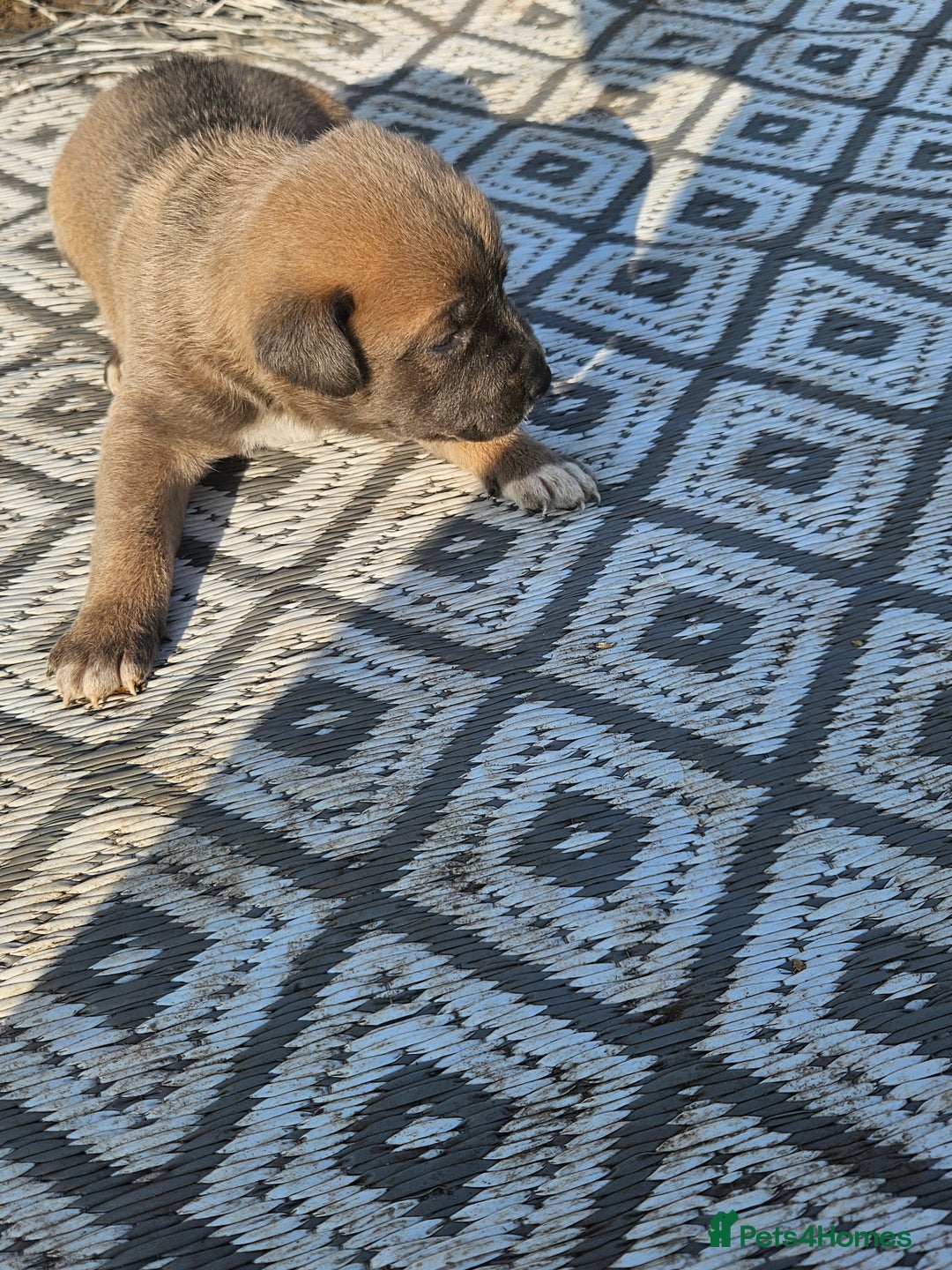Mixed Breed dogs for sale: Belgian malinois/ border collie  - Image 18
