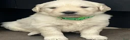 Golden Retriever dogs for sale: KC Golden Retriever Puppies Health Tested Parents - Advert 13