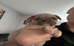 Mixed Breed dogs for sale: 2 Beautiful female Frenchie/Staffie pups  - Image 5