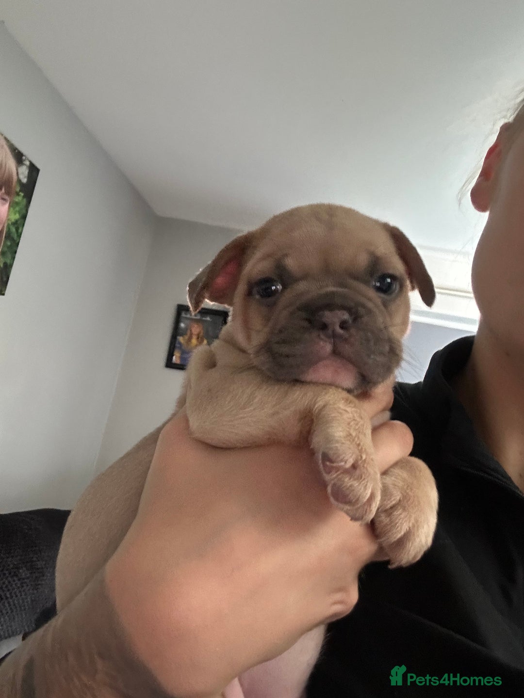 Mixed Breed dogs for sale: 2 Beautiful female Frenchie/Staffie pups  - Image 5