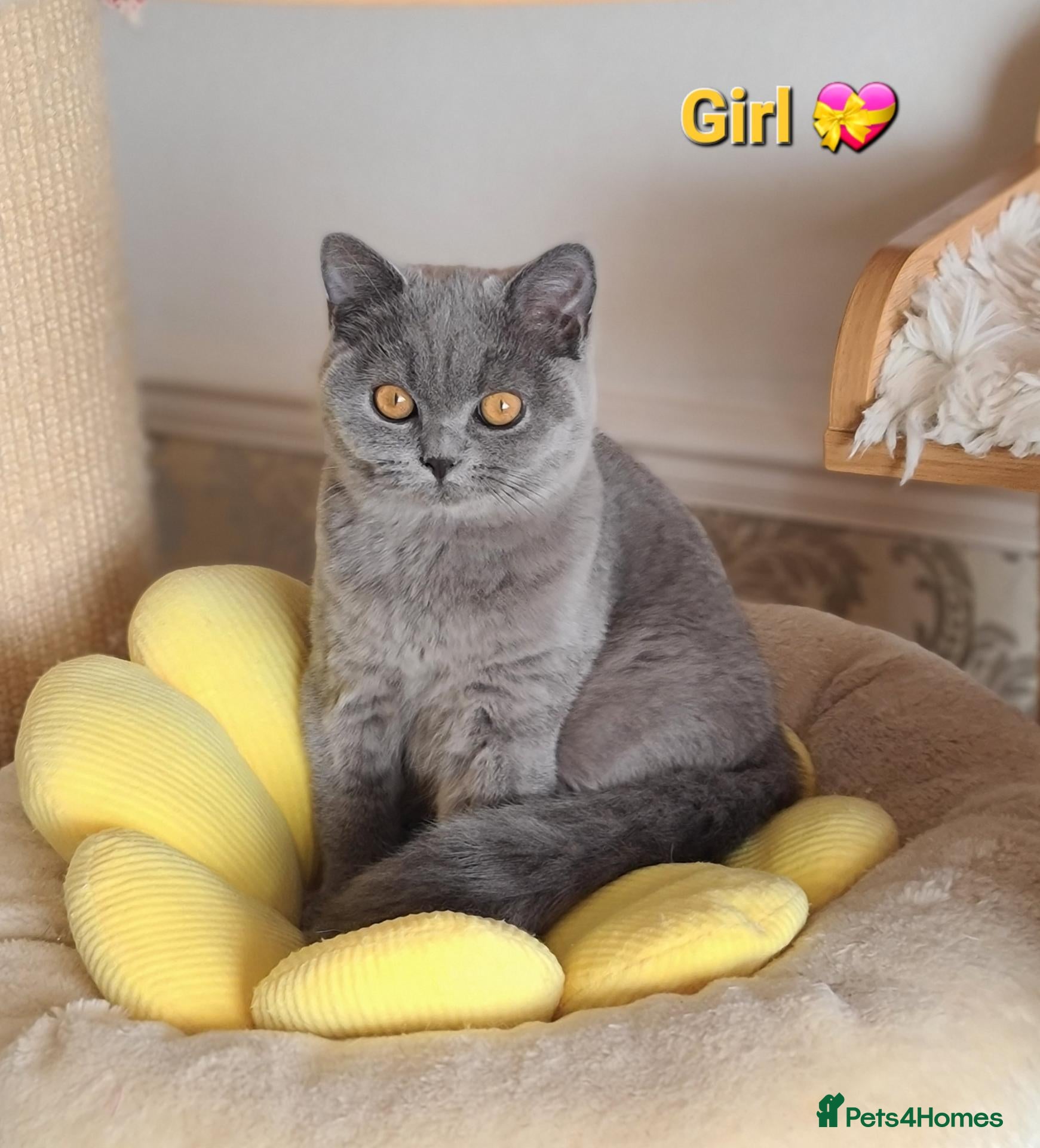 British Shorthair cats GCCF,Full vaccination BSH kittens  - Advert 1