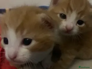 Mixed Breed cats Ginger and tuxedo kittens very playful - Advert 9