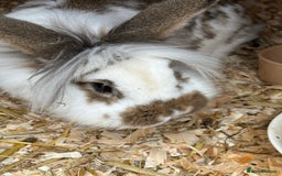 Lionhead rabbits for sale: Male lionhead rabbit for sale  - Image 3