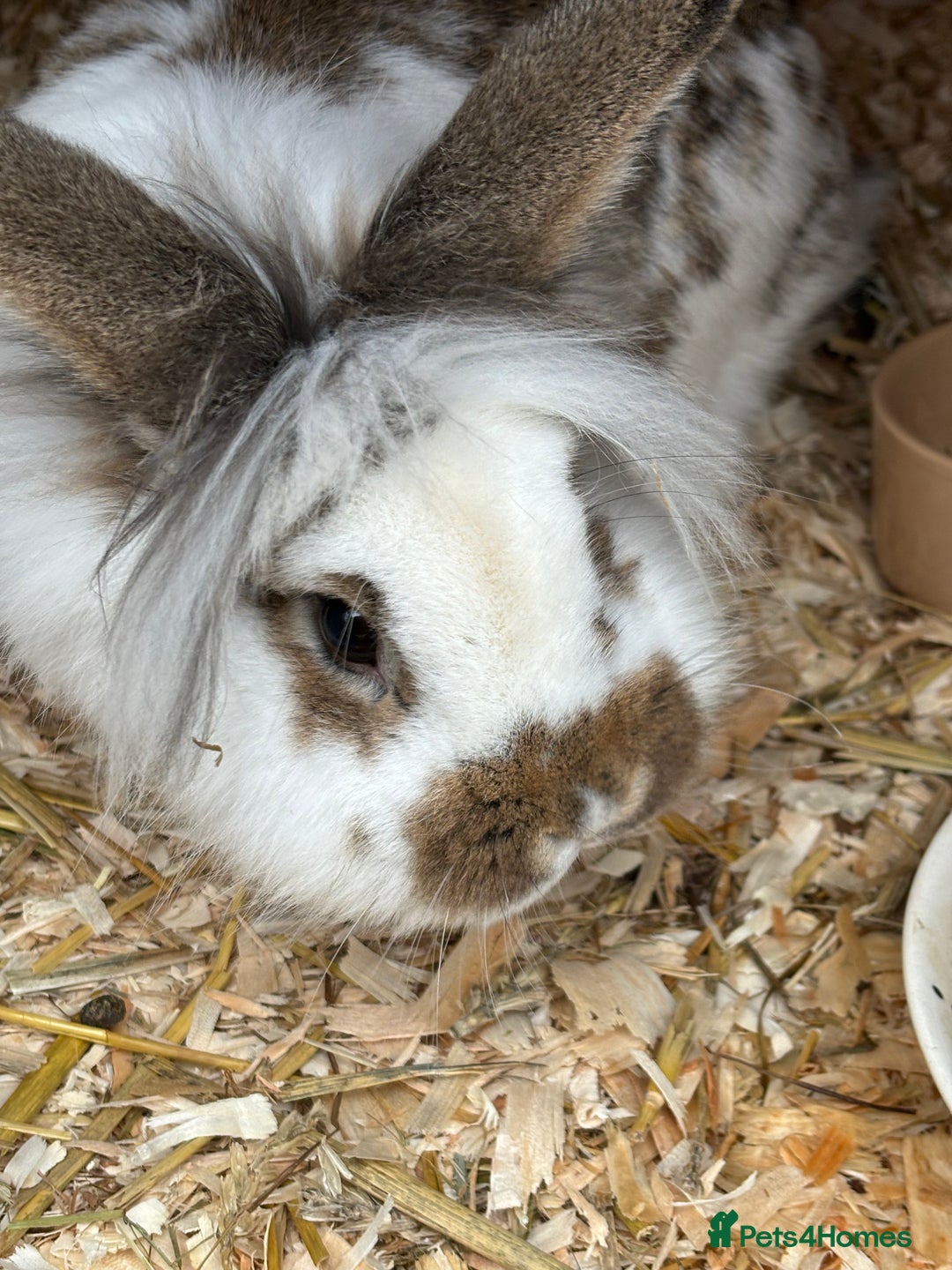 Lionhead rabbits for sale: Male lionhead rabbit for sale  - Image 3