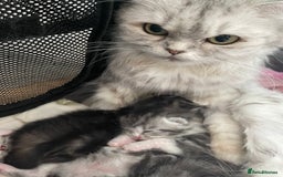 Mixed Breed cats for sale: Half British longhair kittens  - Image 12