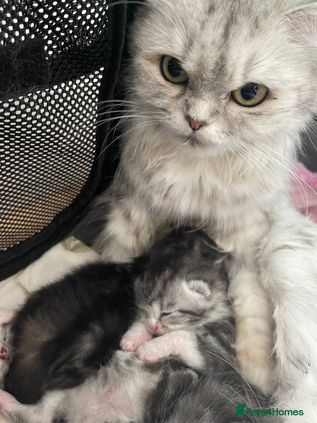 Mixed Breed cats for sale: Half British longhair kittens  - Image 12