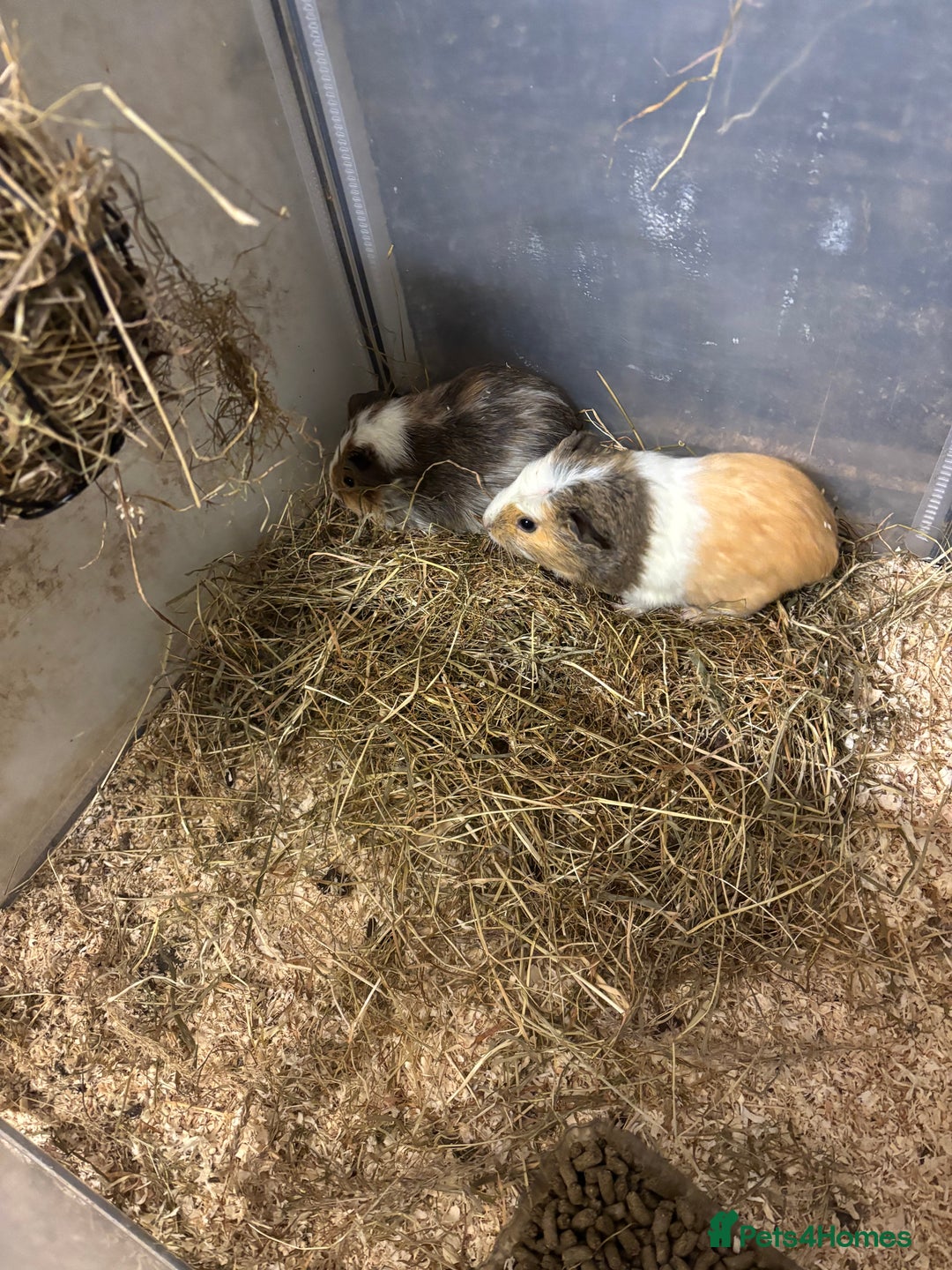 Guinea Pig rodents for sale: Beautiful baby female guinea pigs  - Advert 4