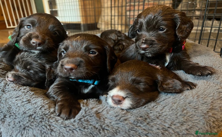 Cocker Spaniel dogs - Advert 12