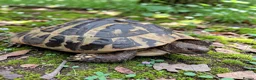 Hermann Tortoise reptiles for sale: Female Hermann Boettgeri Tortoise  in Walsall - Advert 2