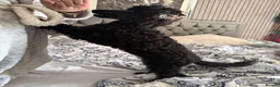 Miniature Poodle dogs for sale: Beautiful mini poodle - Advert 3