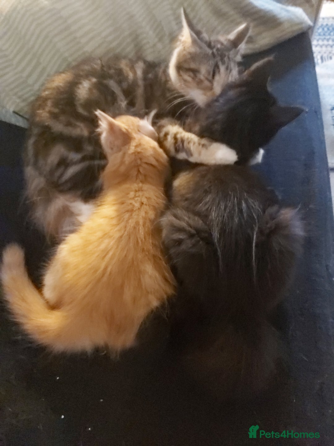 Mixed Breed cats for sale: Kittens - Image 8