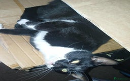 Mixed Breed cats for sale: 2 male cats free - Image 5