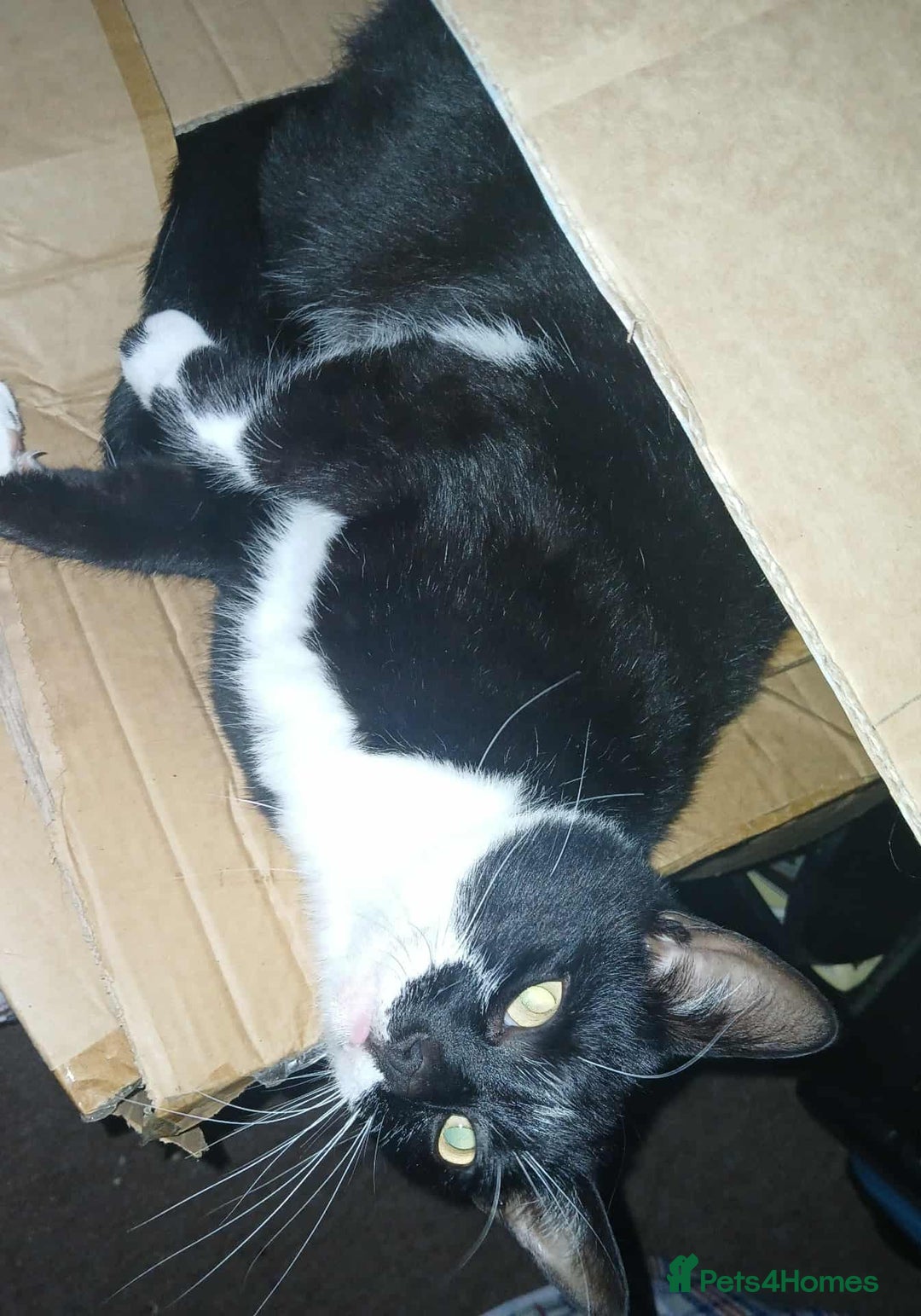 Mixed Breed cats for sale: 2 male cats free - Image 5