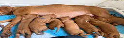 Hungarian Vizsla dogs for sale: Dual purpose Hungarian wirehaired Vizsla puppies - Advert 15