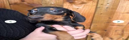 Miniature Dachshund dogs for sale: Miniature dachshunds  - Advert 7