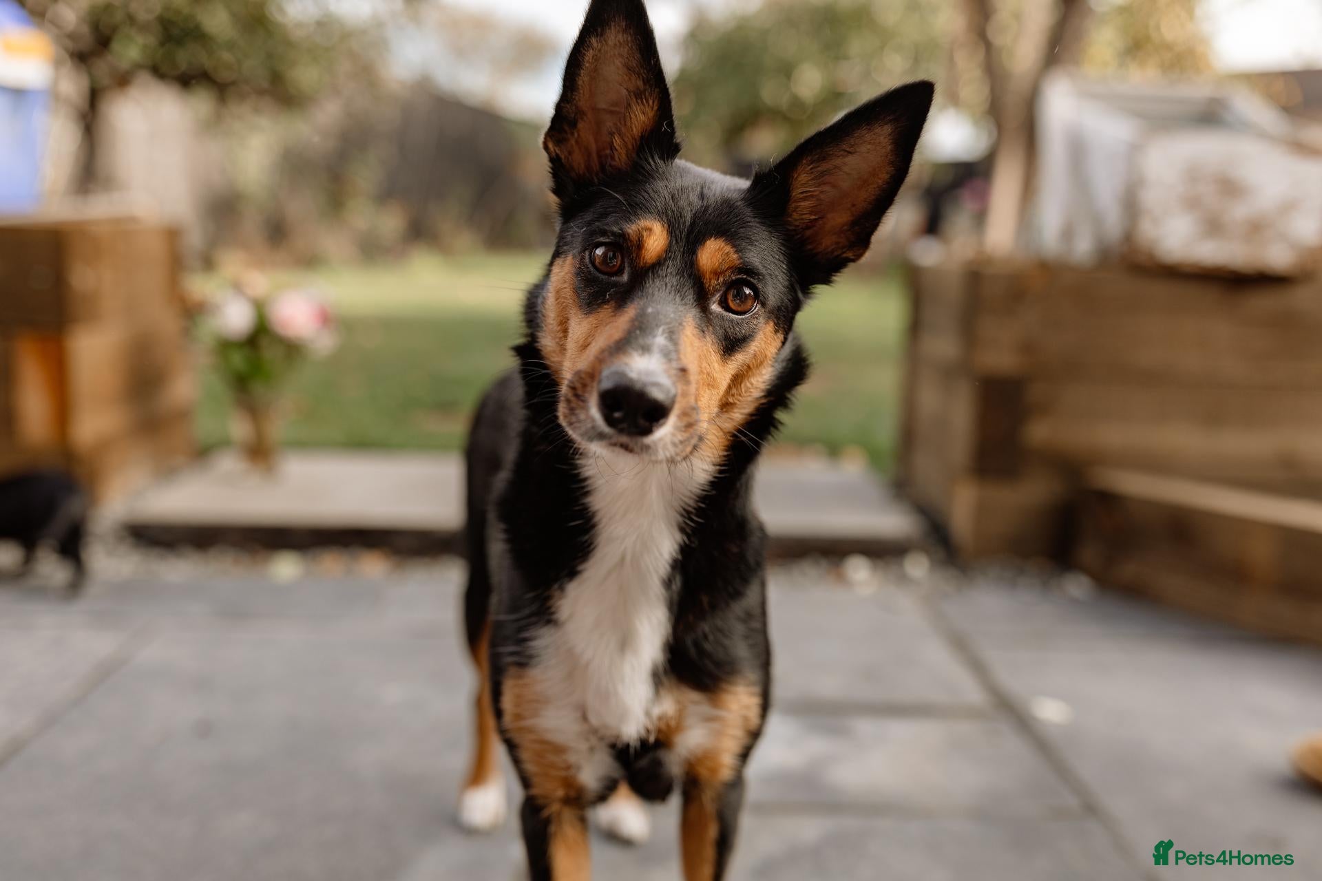 Mixed Breed dogs Border Kelpie x Cocker puppies - Advert 2