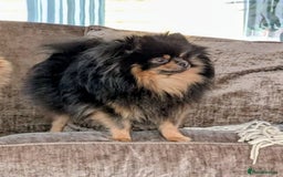 Pomeranian dogs for sale: Quality Pomeranian puppies - Advert 16