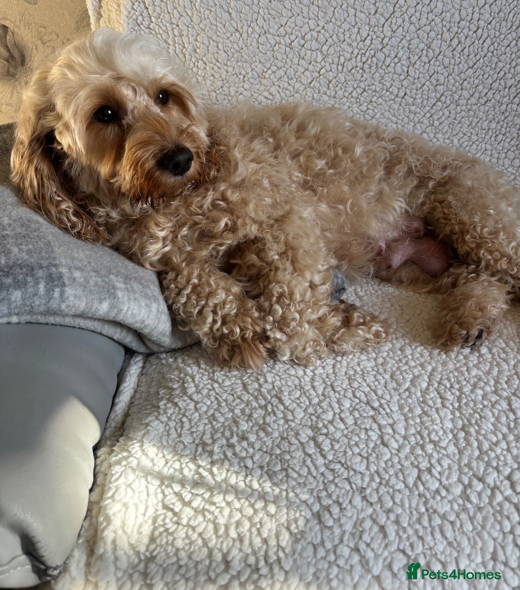 Cockapoo dogs F1b cockapoo puppies - DNA health test clear  - Advert 2